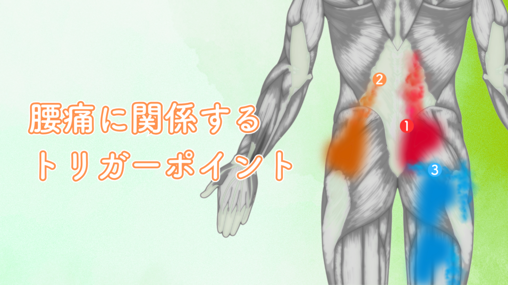 腰痛に関わるトリガーポイント