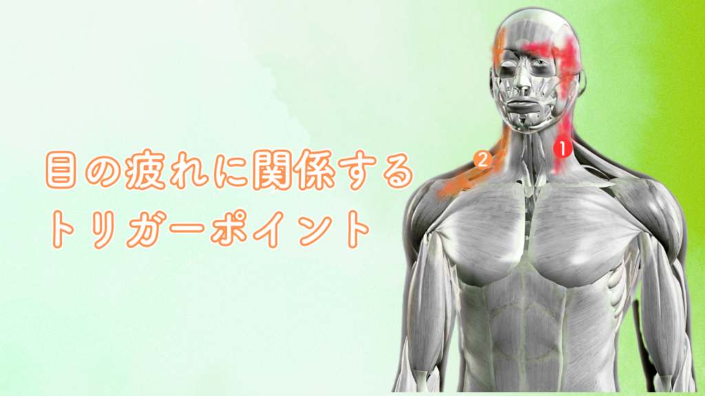 目の疲れにかかわるトリガーポイント